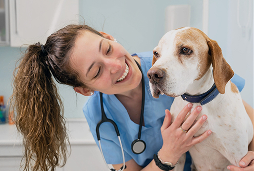Cura degli animali domestici